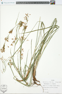 Rhynchospora mixta image