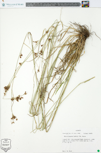 Rhynchospora harveyi image