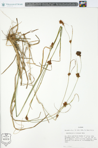 Rhynchospora crinipes image