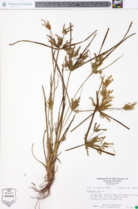 Cyperus iria image