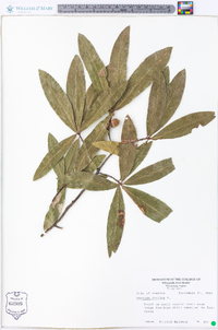 Quercus phellos image