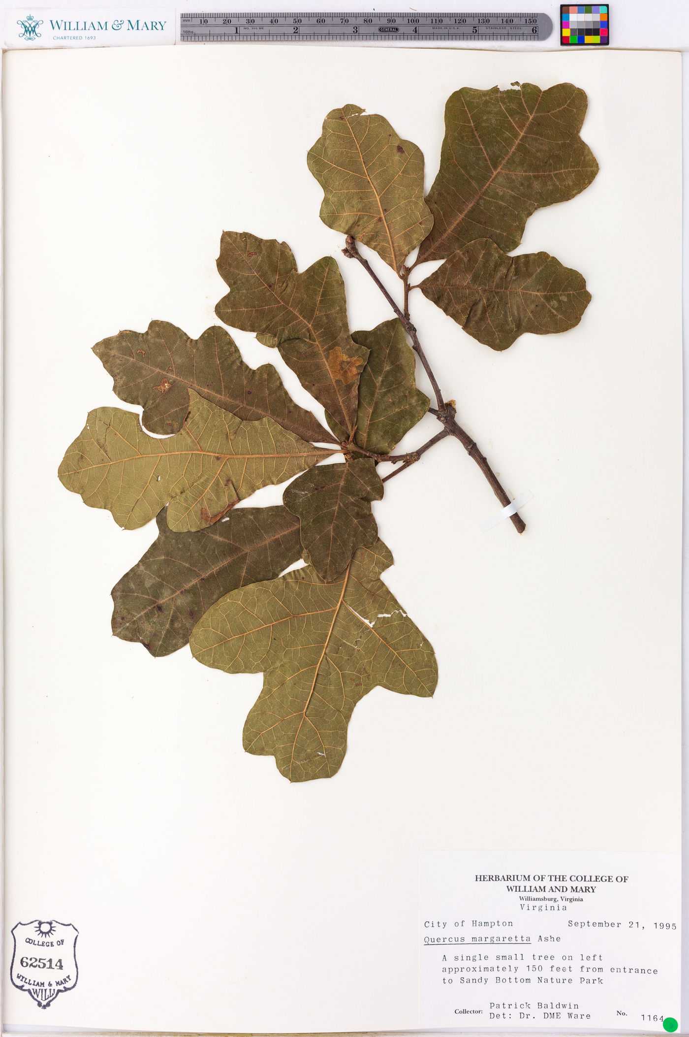 Quercus margaretta image