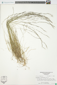 Aristida longespica image