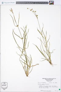 Juncus repens image