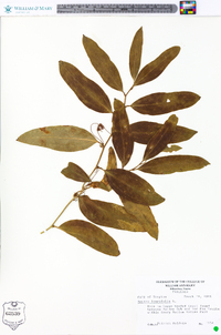 Smilax laurifolia image