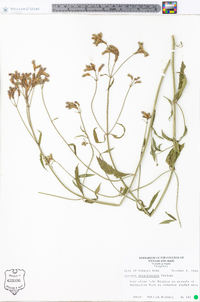 Verbena brasiliensis image