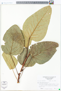 Populus heterophylla image