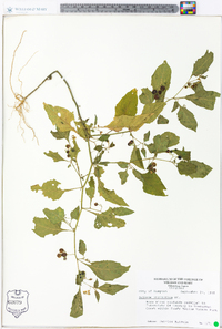 Solanum ptychanthum image