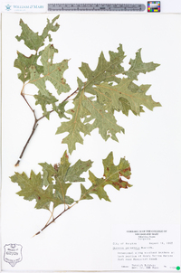 Quercus palustris image