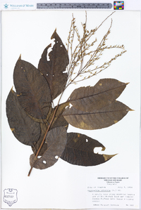 Oxydendrum arboreum image