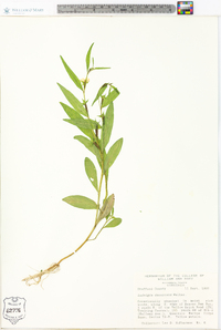 Ludwigia decurrens image