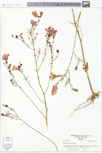 Agalinis purpurea image