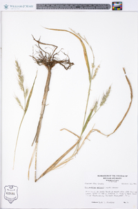 Echinochloa walteri image