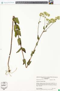 Eupatorium pilosum image