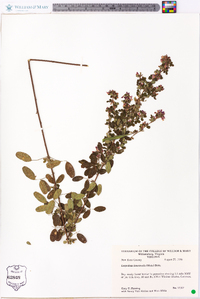 Lespedeza intermedia image