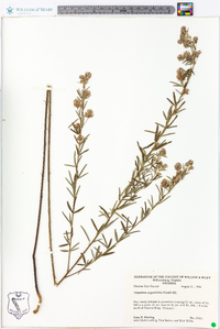 Lespedeza angustifolia image