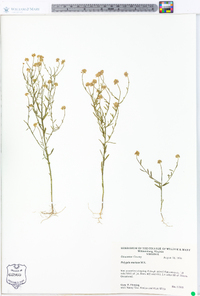 Polygala mariana image