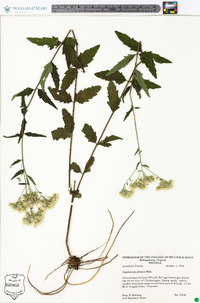 Eupatorium pilosum image