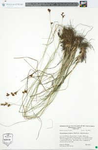 Rhynchospora perplexa image