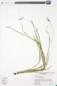 Scleria reticularis image