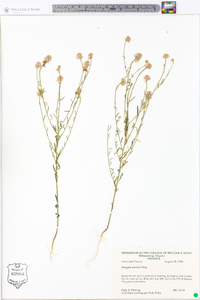 Polygala curtissii image