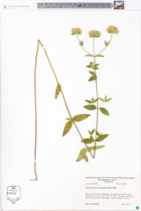 Pycnanthemum flexuosum image