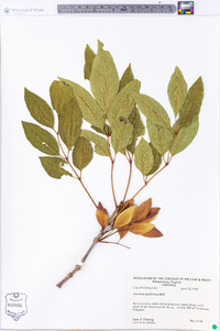 Fraxinus caroliniana image