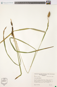 Carex typhina image