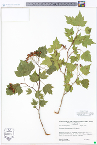 Crataegus phaenopyrum image