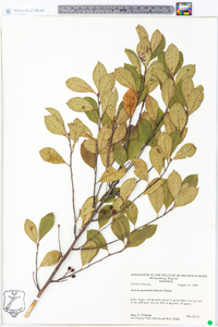 Aronia × prunifolia image