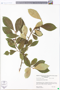 Aronia × prunifolia image