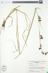 Rhynchospora glomerata image