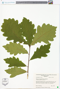 Quercus × beadlei image