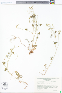 Oxalis florida image