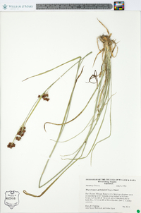 Rhynchospora recognita image