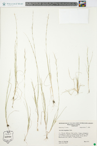 Aristida longespica image