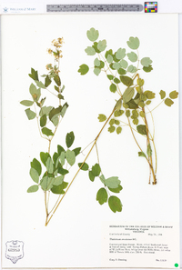 Thalictrum amphibolum image