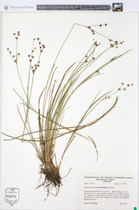 Juncus brevicaudatus image