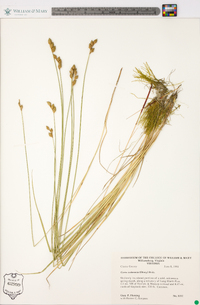 Carex suberecta image