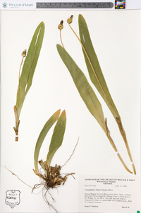 Carex fraseriana image