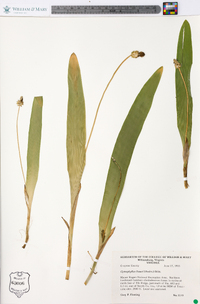 Carex fraseriana image