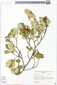 Aronia × prunifolia image