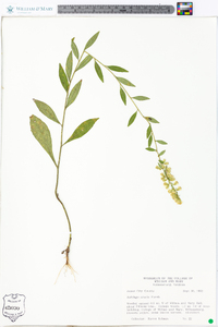 Solidago erecta image