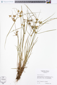 Cyperus flavescens image