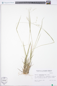 Panicum depauperatum image