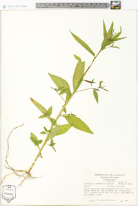 Ludwigia decurrens image