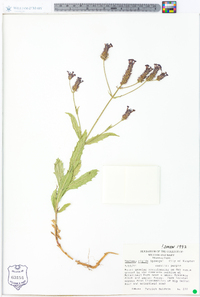 Verbena rigida image