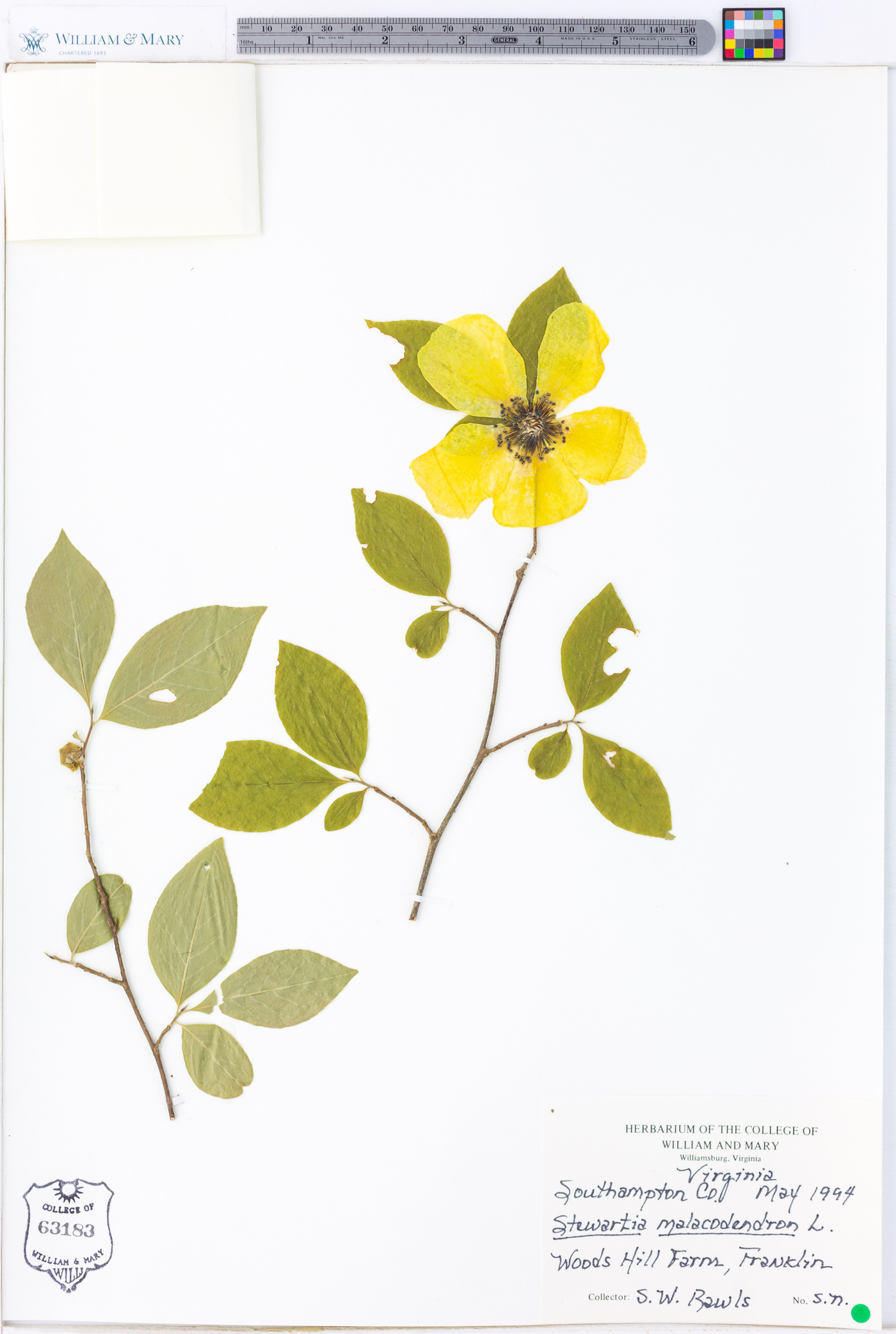 Stewartia malacodendron image