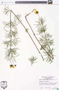 Coreopsis verticillata image