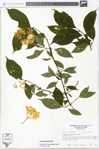 Cornus foemina image